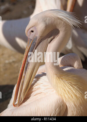 Ritratto di animali vista di profilo di rosa pelican testa in Rhenen zoo, Paesi Bassi Foto Stock