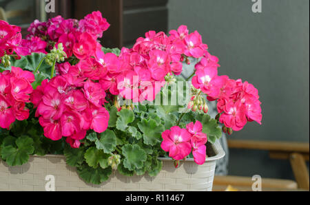 Rosa Pelargonuim pianta in un vaso in materia plastica, sul balcone. Foto Stock