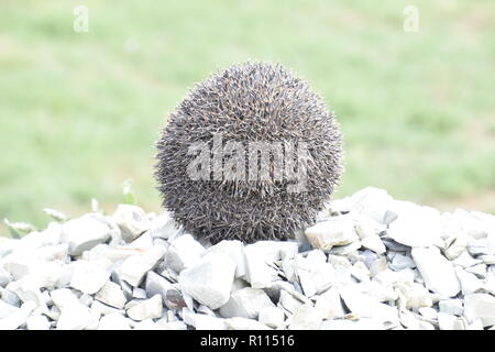 Riccio su un cumulo di macerie. Riccio rannicchiato in una sfera. Foto Stock