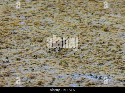 Una minore palude trillo o Cape reed trillo (Acrocephalus gracilirostris) a Intaka Bird Sanctuary vicino a Cape Town, Sud Africa. Foto Stock