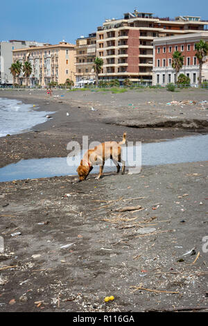 Cane randagio sulla spiaggia di Castellammare di stabia Foto Stock