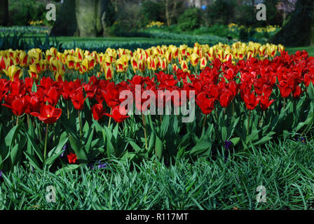 I tulipani Stresa e Tulipa Kaufmanniana Showwinner cresciuto nel parco. Tempo di primavera nei Paesi Bassi. Foto Stock