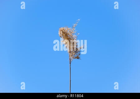 Un panicle di reed essiccato contro un cielo blu Foto Stock