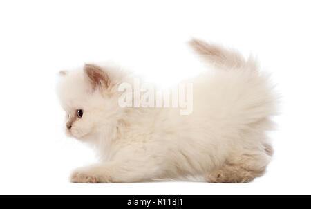 British Longhair gattino, 5 settimane di età, contro uno sfondo bianco Foto Stock