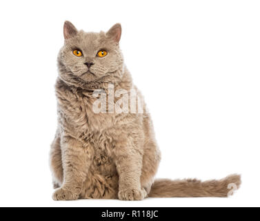 Selkirk Rex seduto e guardando la telecamera contro uno sfondo bianco Foto Stock