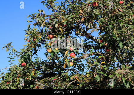 Boskop Apfel, nella Großer Menge, am Baum hängend, kurz vor der Ernte Foto Stock