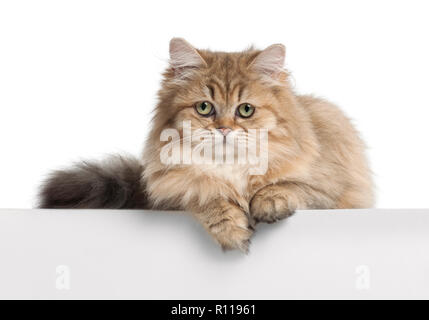 British Longhair Cat, 4 mesi di età, che giace contro uno sfondo bianco Foto Stock