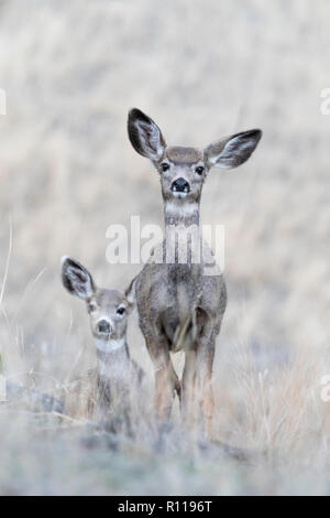 Mule Deer cerbiatti (Odocoileus hemionus), America del Nord Foto Stock