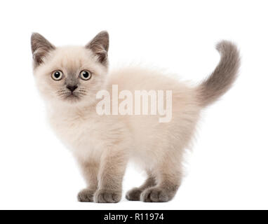 Ritratto di British Shorthair Kitten, 10 settimane di età, contro uno sfondo bianco Foto Stock