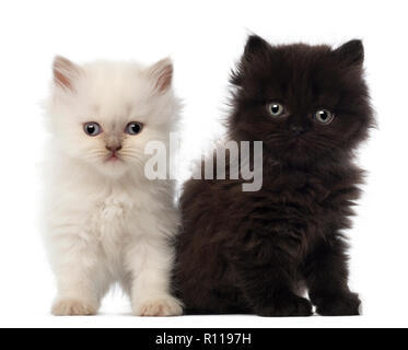 Ritratto di British Longhair gattino seduto, 5 settimane di età, contro uno sfondo bianco Foto Stock