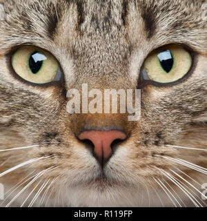 Close-up di European Shorthair cat, 9 mesi di età Foto Stock
