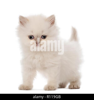 British Longhair gattino, 5 settimane di età, contro uno sfondo bianco Foto Stock