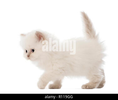 British Longhair gattino a piedi, 5 settimane di età, contro uno sfondo bianco Foto Stock