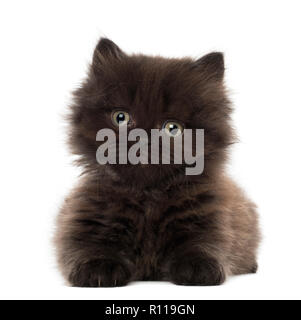 Ritratto di British Longhair gattino, 5 settimane di età, contro uno sfondo bianco Foto Stock