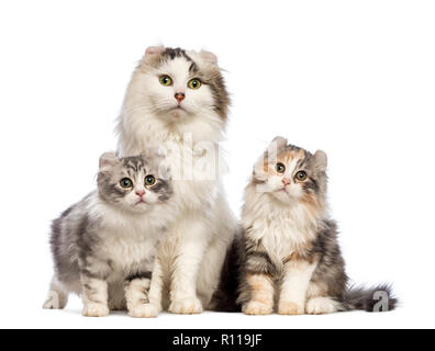 Due American Curl gattini, 3 mesi di età, seduta con la loro mamma davanti a uno sfondo bianco Foto Stock