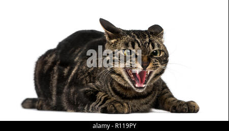 Mixed-razza gatto sibila Foto Stock