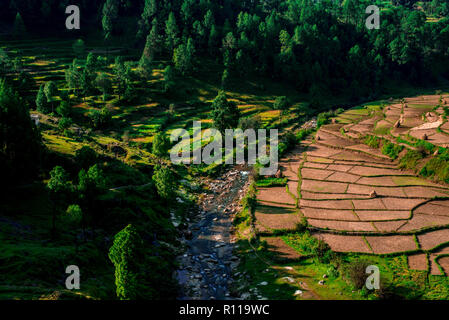 I campi di passo-passo in Bageswar - Himalaya Foto Stock