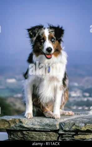 Pecora australiana dog sitter su parete di roccia un occhio blu e un occhio ½ blu e ½ di colore marrone. © Myrleen Pearson ........Ferguson Cate Foto Stock