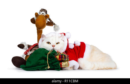 Carino per adulti crema Britisch Shorthair cat vestito di Santa suit recante modi laterale con la testa sul verde xmas sacco e Rudolph guardando con occhi di colore giallo Foto Stock