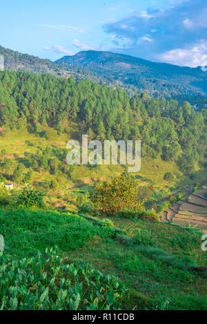 Fattoria in Bageswar, Uttrakhand, India Foto Stock