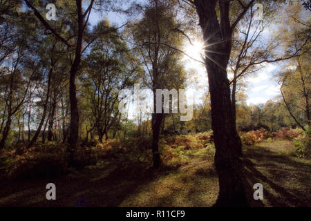 Legno Matley vicino a Lyndhurst nella nuova foresta nel tardo pomeriggio di sole autunnale Foto Stock