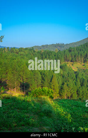 Fattoria in Bageswar, Uttrakhand, India Foto Stock