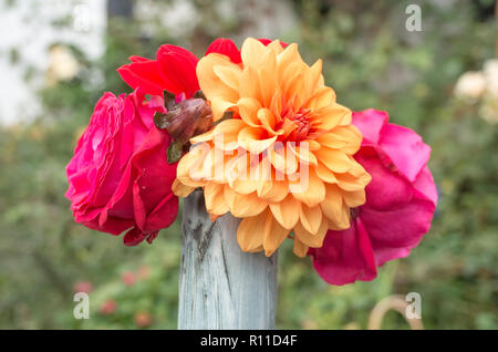 Cut-fiori Dahlia e Rose in un vaso a stelo nel Regno Unito Foto Stock