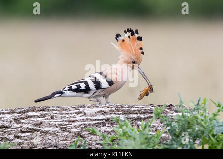 Eurasian Upupa (Upupa epops) su un log con un grillo nel suo becco, Ungheria Foto Stock