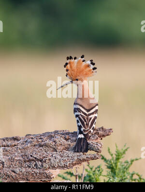 Eurasian Upupa (Upupa epops) appollaiate su un ramo con la cresta rialzata, Ungheria Foto Stock