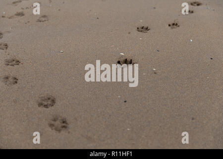 Footprint del cane pawprints in sabbia Foto Stock