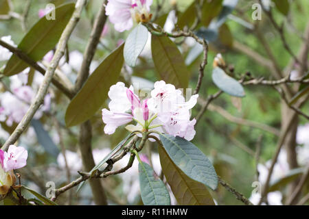 Rhododendron galactinum fiori. Foto Stock