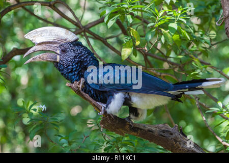 Argentea-cheeked hornbill al Lago Manyara riserva nazionale, tanza Foto Stock