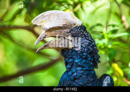 Argentea-cheeked hornbill al Lago Manyara riserva nazionale, tanza Foto Stock