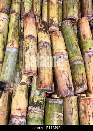 Fresh cut canna da zucchero nei Caraibi impilati per mercato Foto Stock