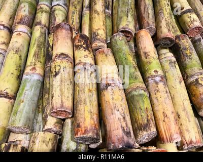 Fresh cut canna da zucchero nei Caraibi impilati per mercato Foto Stock