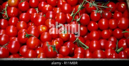 Sun organico maturato i pomodori ciliegia in Italia Foto Stock