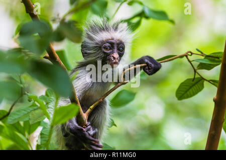 Zanzibar Red Colobus Monkey. Zazibar, Tanzania. Foto Stock