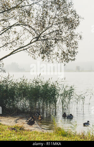 Un gruppo di anatre mallard seduti in riva al lago in canne Foto Stock