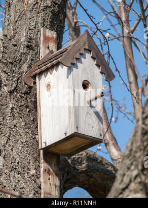 In legno antico birdhouse attaccato a un albero in primavera. Luogo fatti a mano per gli uccelli selvatici Foto Stock