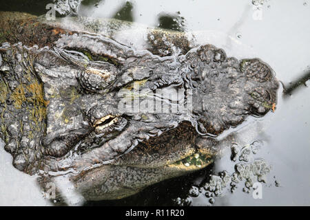 Vicino a coccodrillo testa visto dal punto di vista superiore. Focus sottolineando la testa di animale parzialmente sommerso in acqua i due occhi e la pelle ruvida pattern Foto Stock