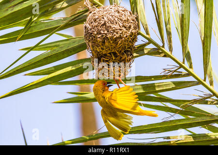 Orientale tessitore dorato. Zanzibar, Tanzania. Foto Stock