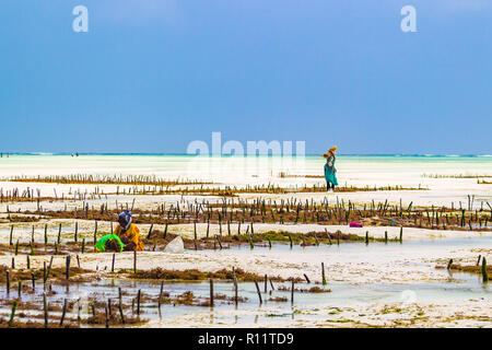 Jambiani, Zanzibar, Tanzania - Gennaio 19, 2018: Donna la raccolta di alghe su un mare plantation in abito tradizionale. Foto Stock