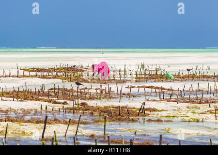 Jambiani, Zanzibar, Tanzania - Gennaio 19, 2018: Donna la raccolta di alghe su un mare plantation in abito tradizionale. Foto Stock