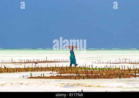 Jambiani, Zanzibar, Tanzania - Gennaio 19, 2018: Donna la raccolta di alghe su un mare plantation in abito tradizionale. Foto Stock