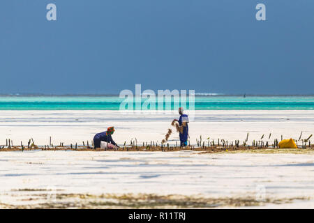 Jambiani, Zanzibar, Tanzania - Gennaio 19, 2018: Donna la raccolta di alghe su un mare plantation in abito tradizionale. Foto Stock