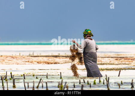 Jambiani, Zanzibar, Tanzania - Gennaio 19, 2018: Donna la raccolta di alghe su un mare plantation in abito tradizionale. Foto Stock