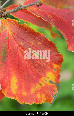 Hamamelis mollis 'Jermyns oro'. Amamelide 'Jermyns oro foglia' cambiando colore in autunno. Regno Unito Foto Stock