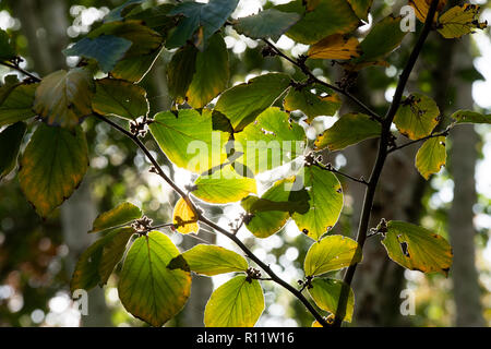 Hamamelis x Intermedia pallida. Amamelide "Pallida' lascia cambiare colore in autunno. Regno Unito Foto Stock