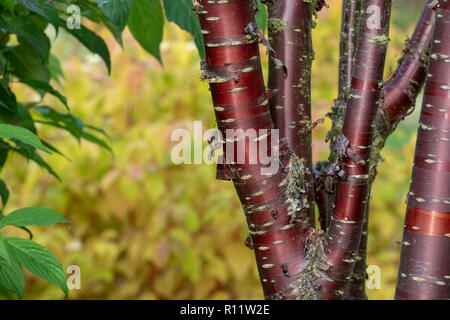 Prunus serrula. Ciliegio tibetano di corteccia di albero . La Betulla di corteccia di albero Foto Stock