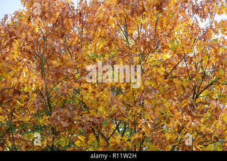 Quercus rubra. Il nord di quercia rossa con tettuccio in autunno. Regno Unito Foto Stock